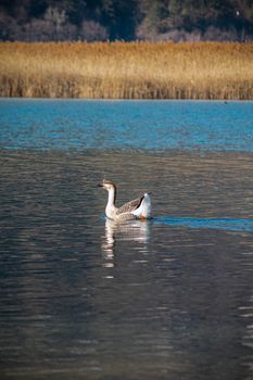 Serene winter view of a swan gliding on Lago di Cavazzo, Italy's tranquil waters.