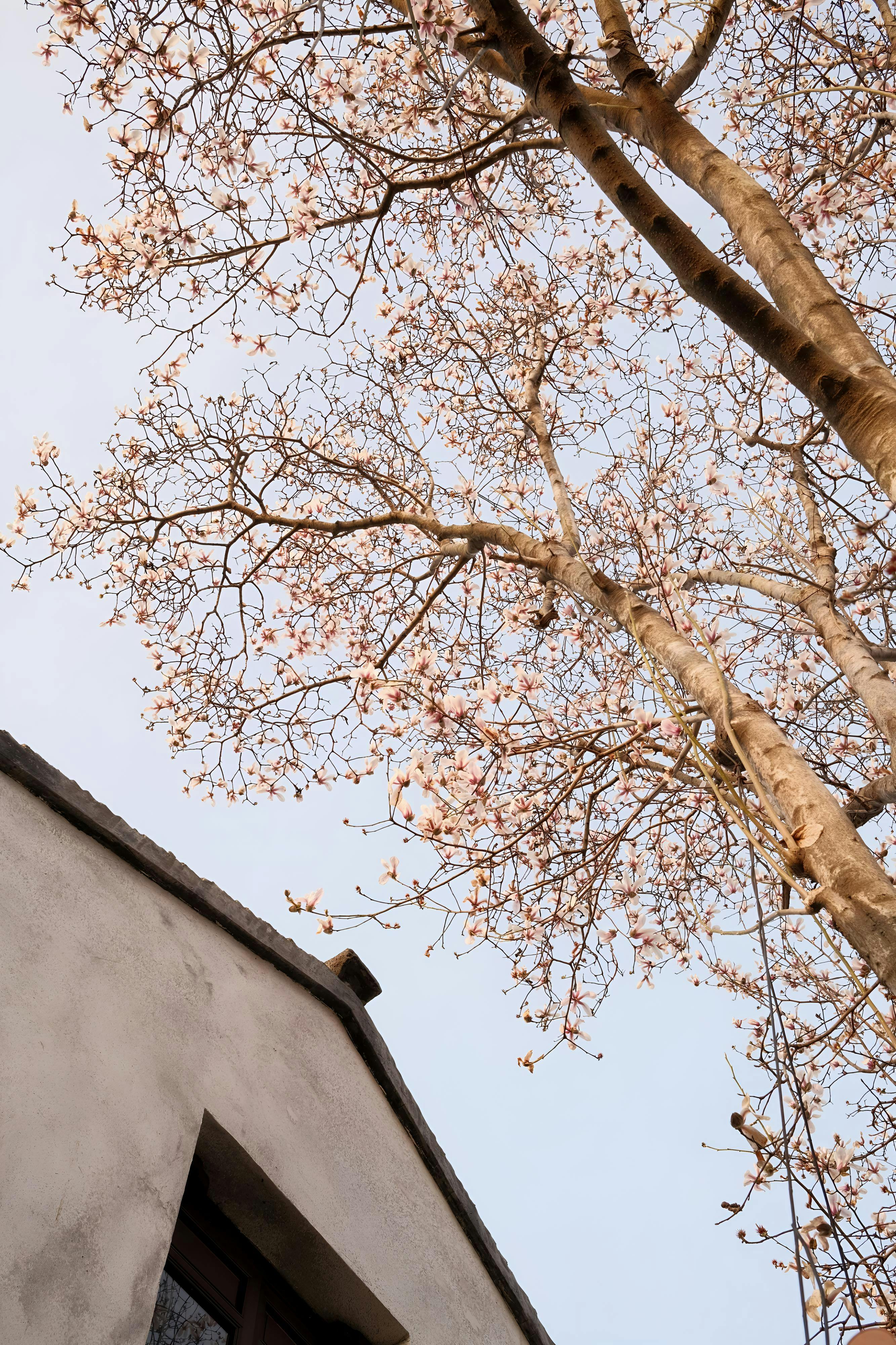 Free Delicate spring blossoms on tree with traditional Suzhou architecture in the background. Stock Photo