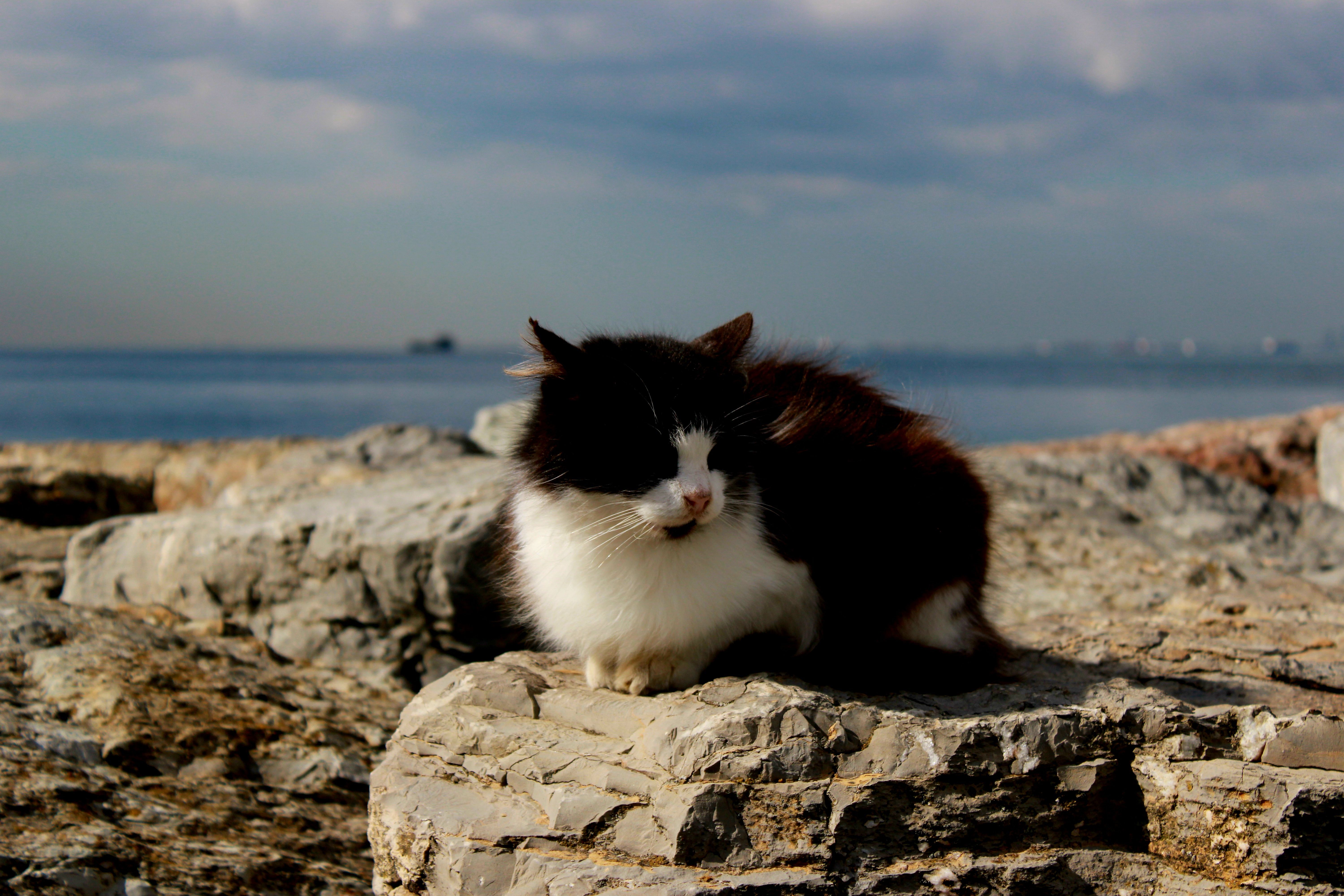 Black and White Cat Relaxing on İstanbul's Seaside Rocks · Free Stock Photo