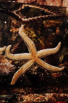 A detailed close-up of a starfish in an aquarium setting, showcasing its texture and oceanic environment.