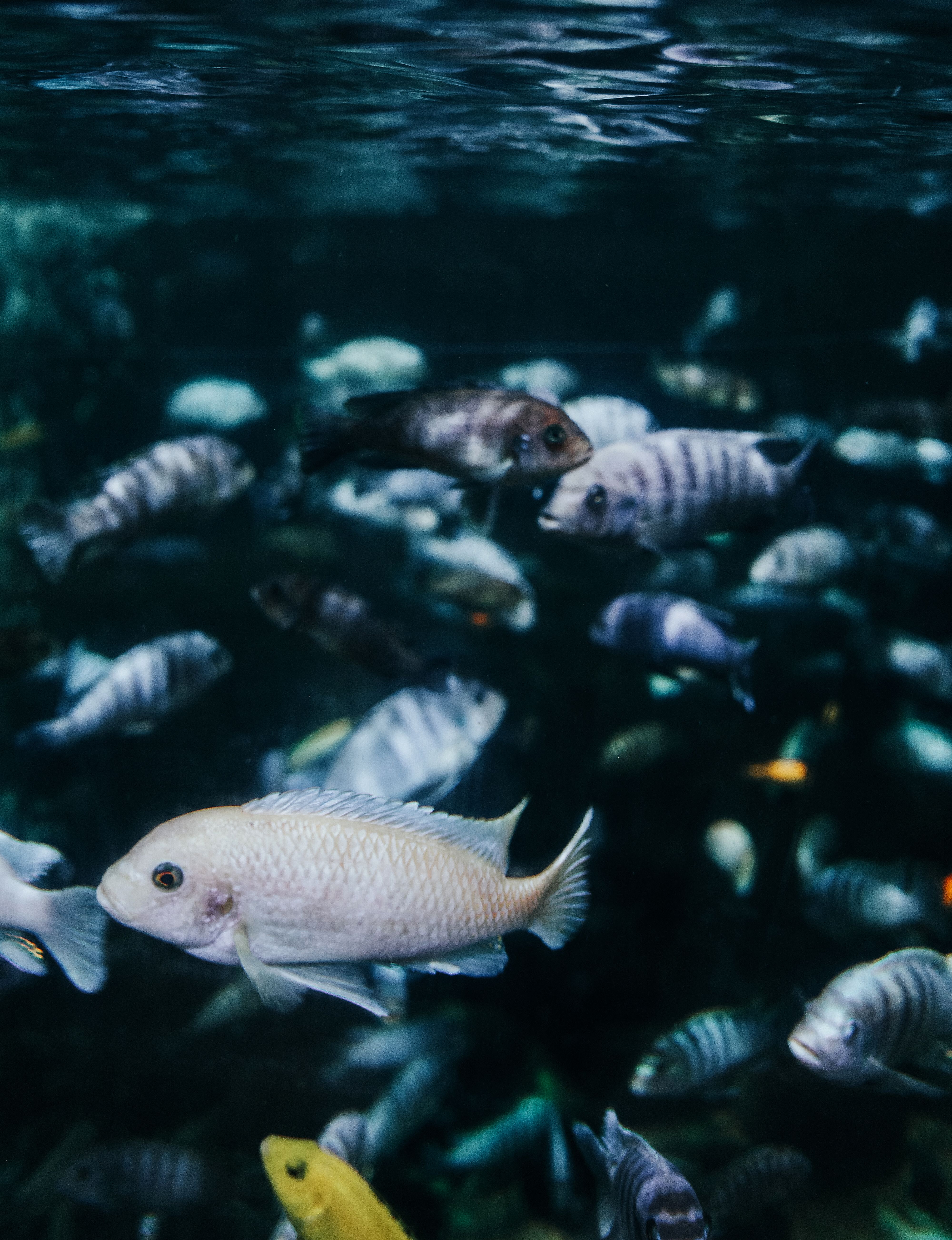 Vibrant underwater scene featuring diverse colorful fish swimming.