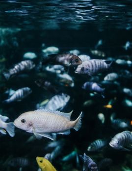 Vibrant underwater scene featuring diverse colorful fish swimming.