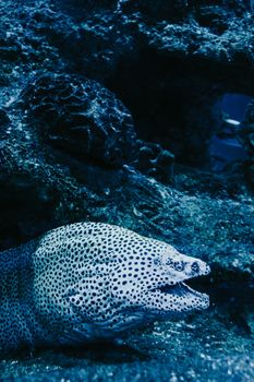 Close-up of a spotted moray eel with its mouth open, nestled among coral in a vibrant blue underwater scene.