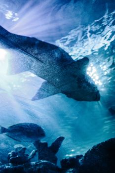 A stunning underwater view of a shark silhouette with sunlight streaming through water.