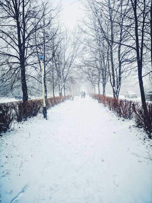 在积雪覆盖的道路上行走的人