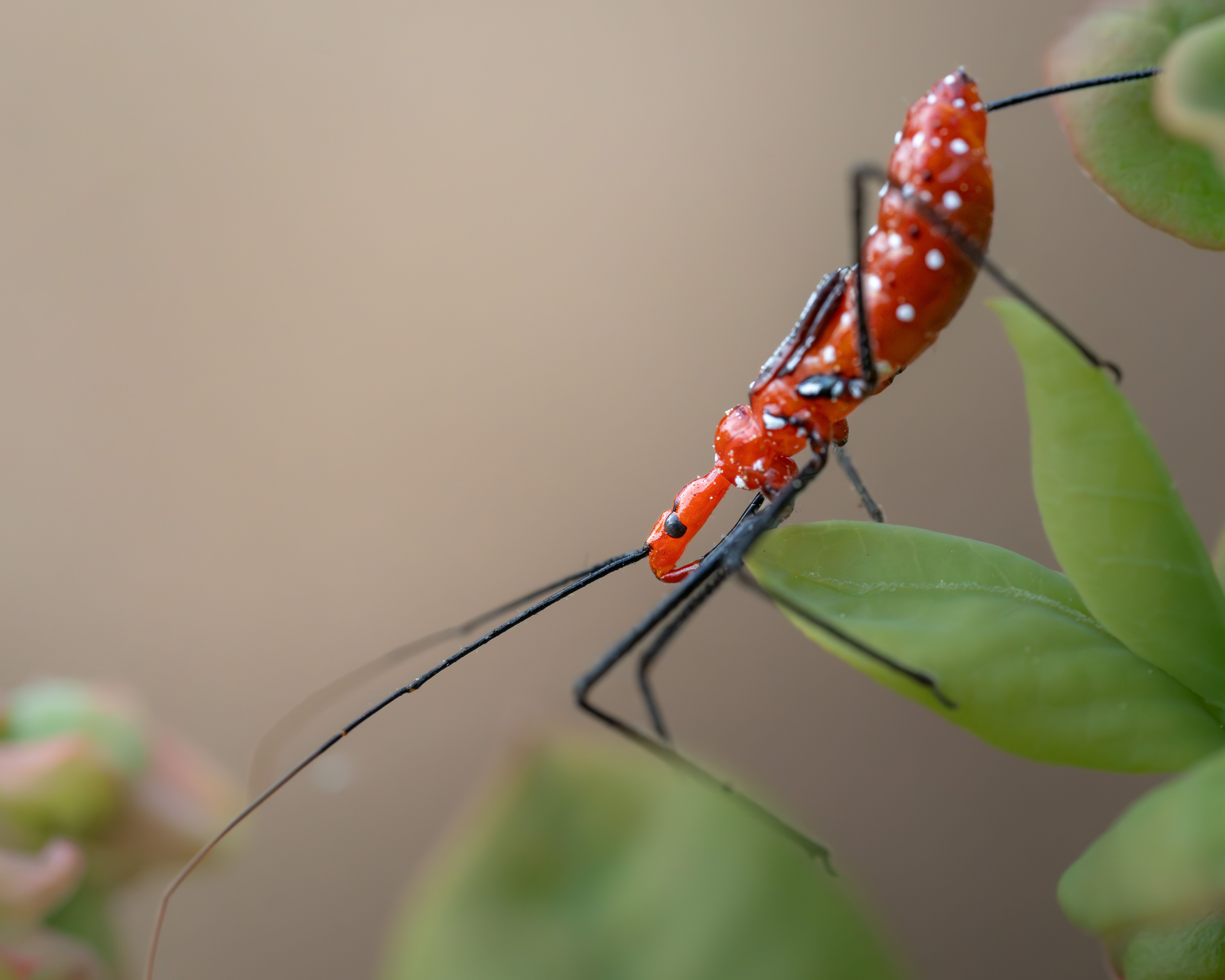 Close-up of orange insect on green leaf · Free Stock Photo