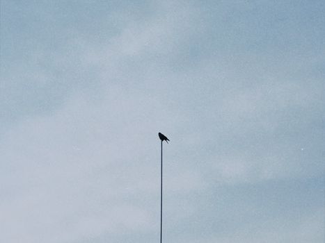 A lone bird perched on a wire against a vast, clear sky, capturing solitude and minimalism.