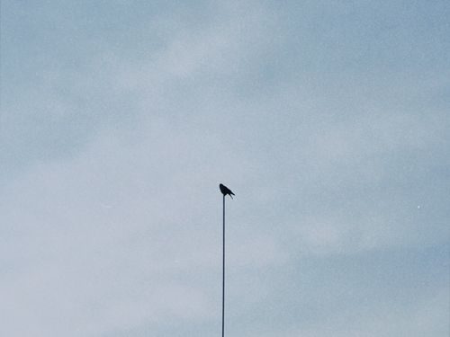 Free A lone bird perched on a wire against a vast, clear sky, capturing solitude and minimalism. Stock Photo