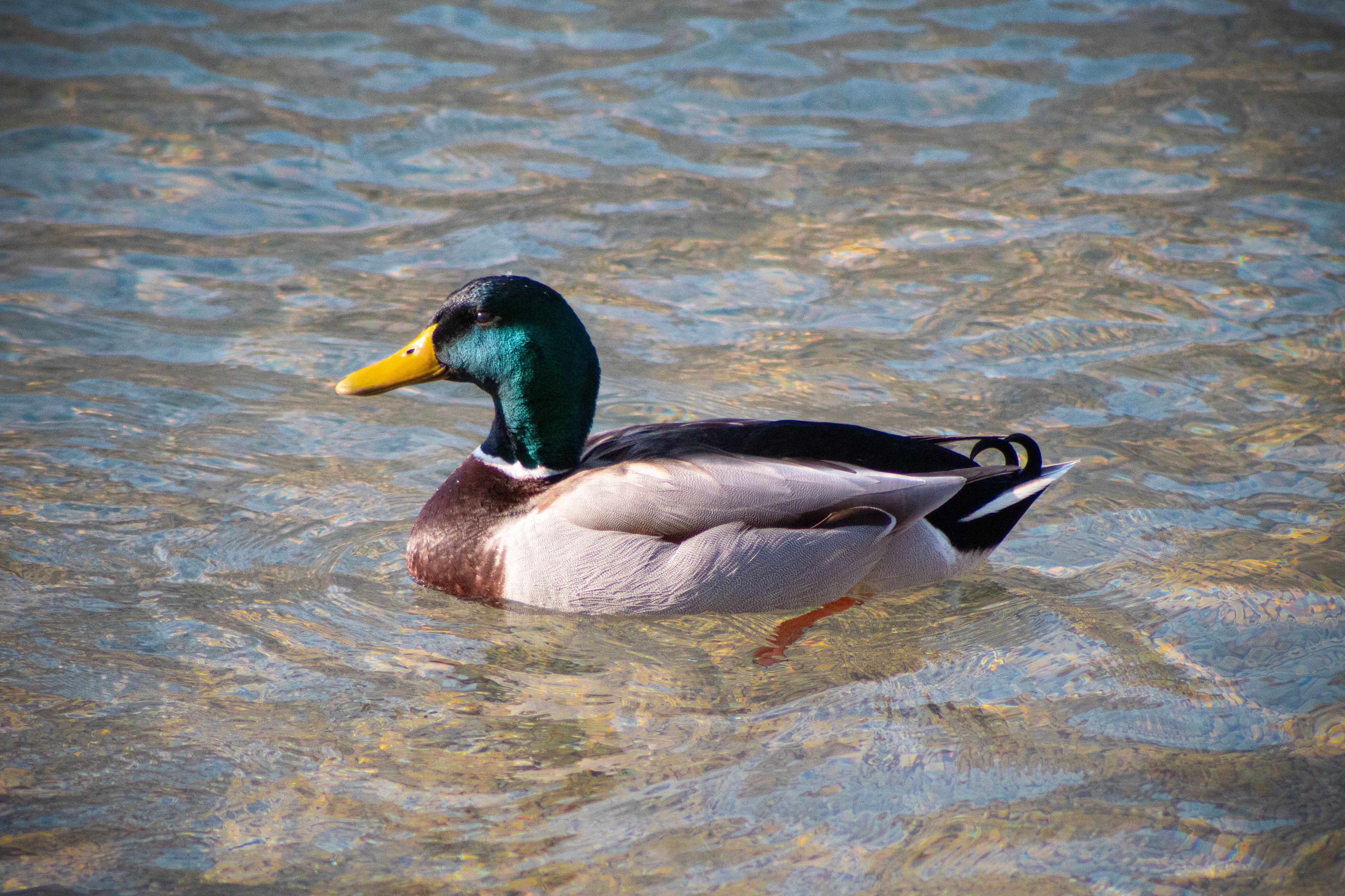 A vibrant mallard duck gracefully swimming in the clear waters of Lago di Cavazzo, Italy.