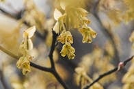 Close-up of Delicate Yellow Spring Blossoms