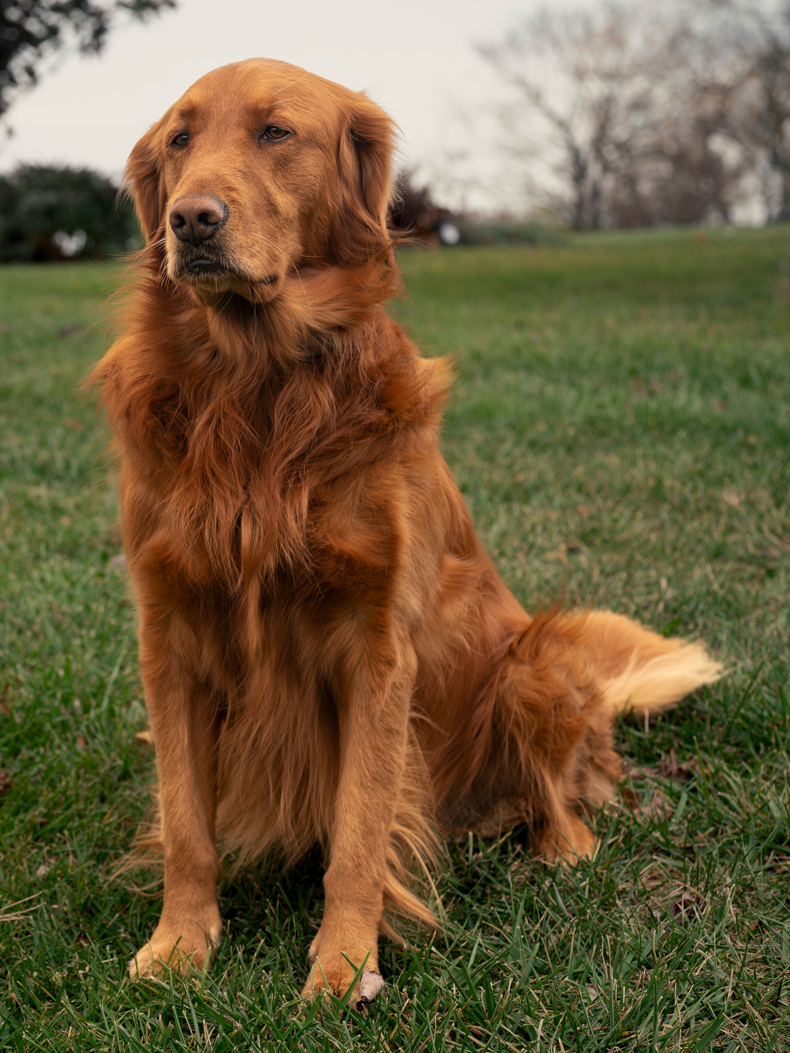 Majestic Golden Retriever sitting on a green lawn, showcasing its golden fur and attentive expression.