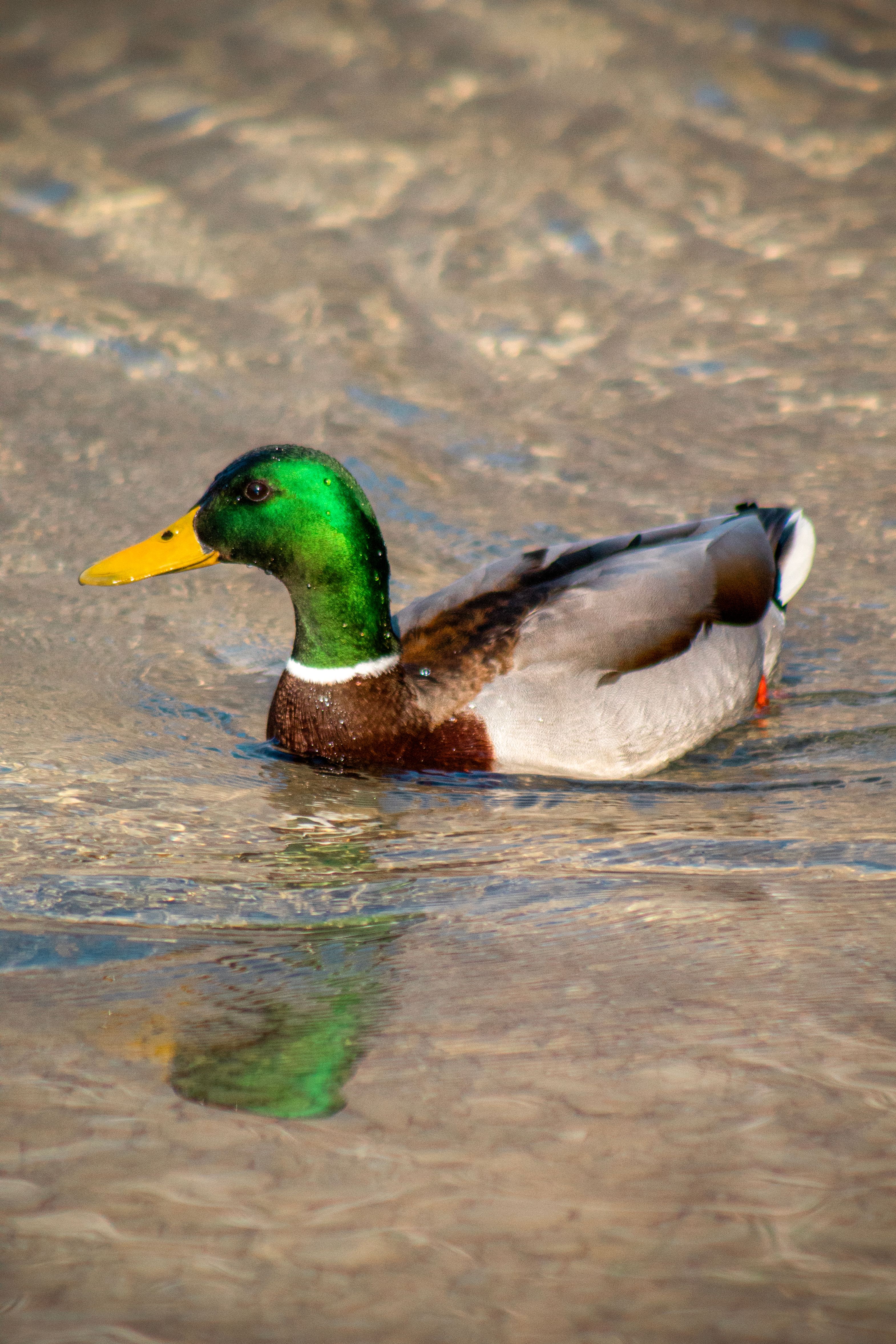 A vibrant mallard duck glides gracefully across a serene lake in Italy.