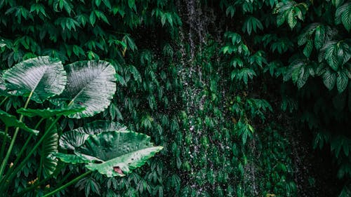 Photo of Green Leaves 