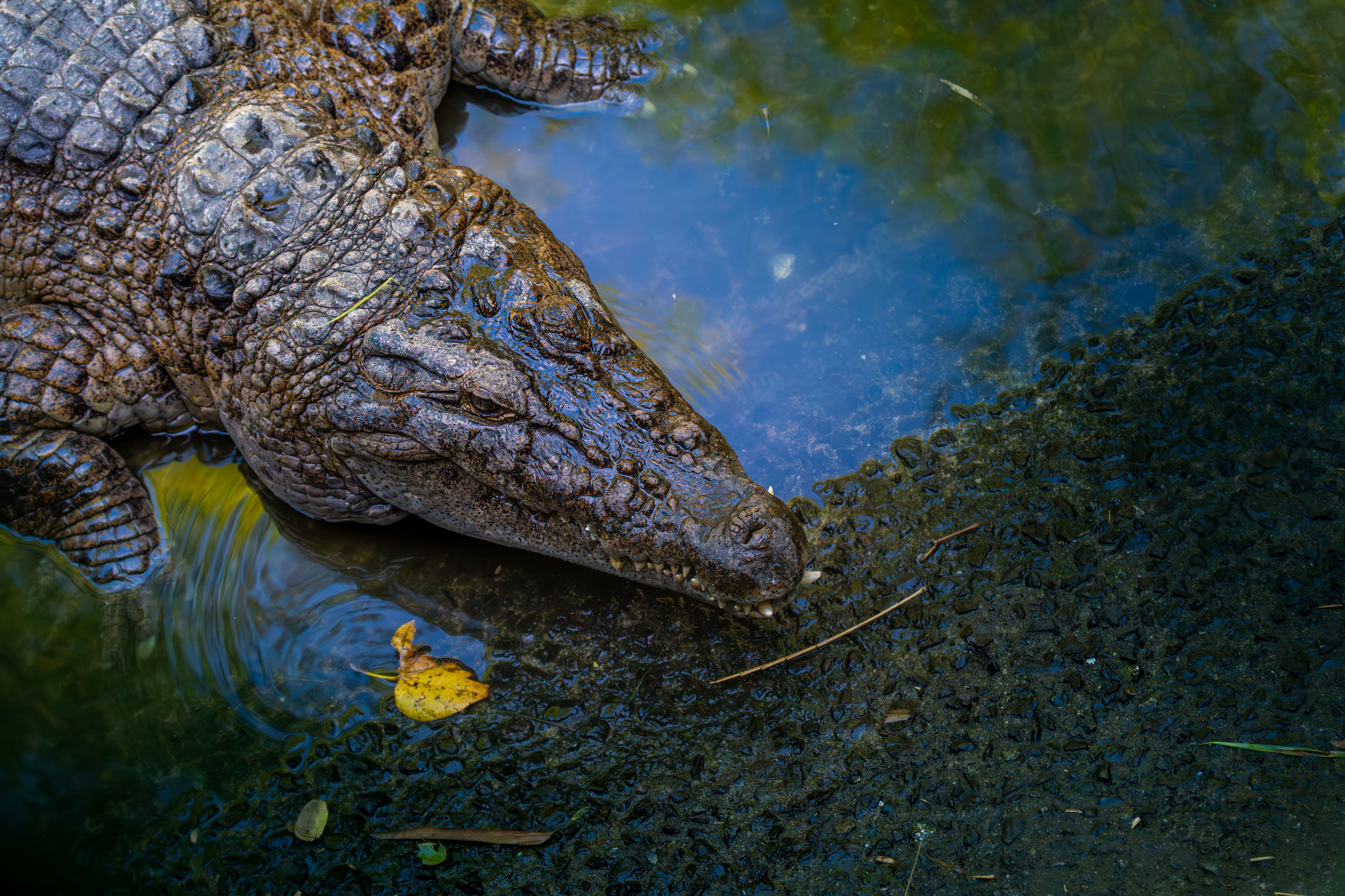 Can alligators and crocodiles reproduce? - The Institute for ...