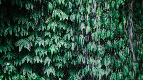 бесплатная Фото зеленых листьев Стоковое фото