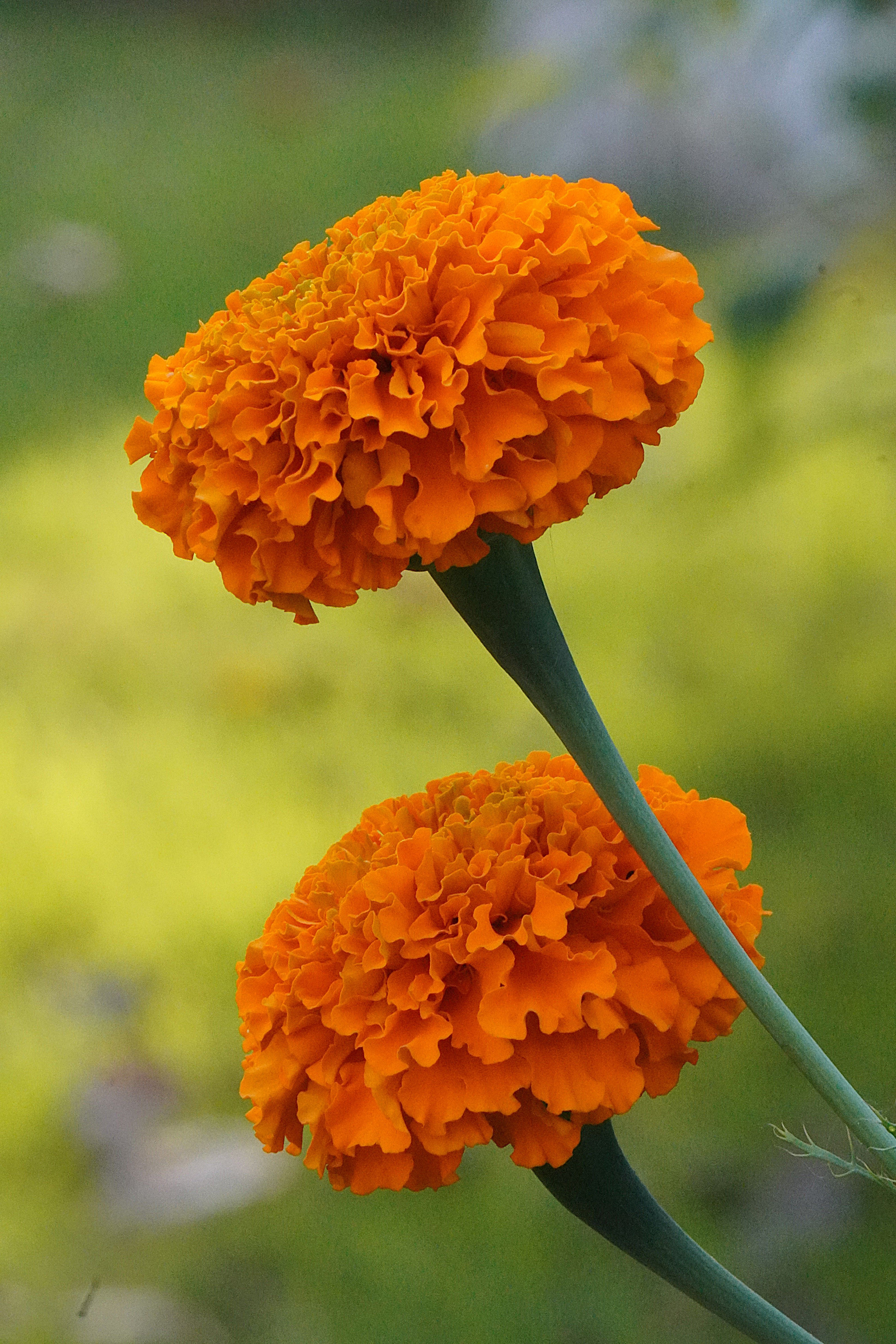 Close-up of vibrant orange marigold flowers showcasing their detailed petals in full bloom.