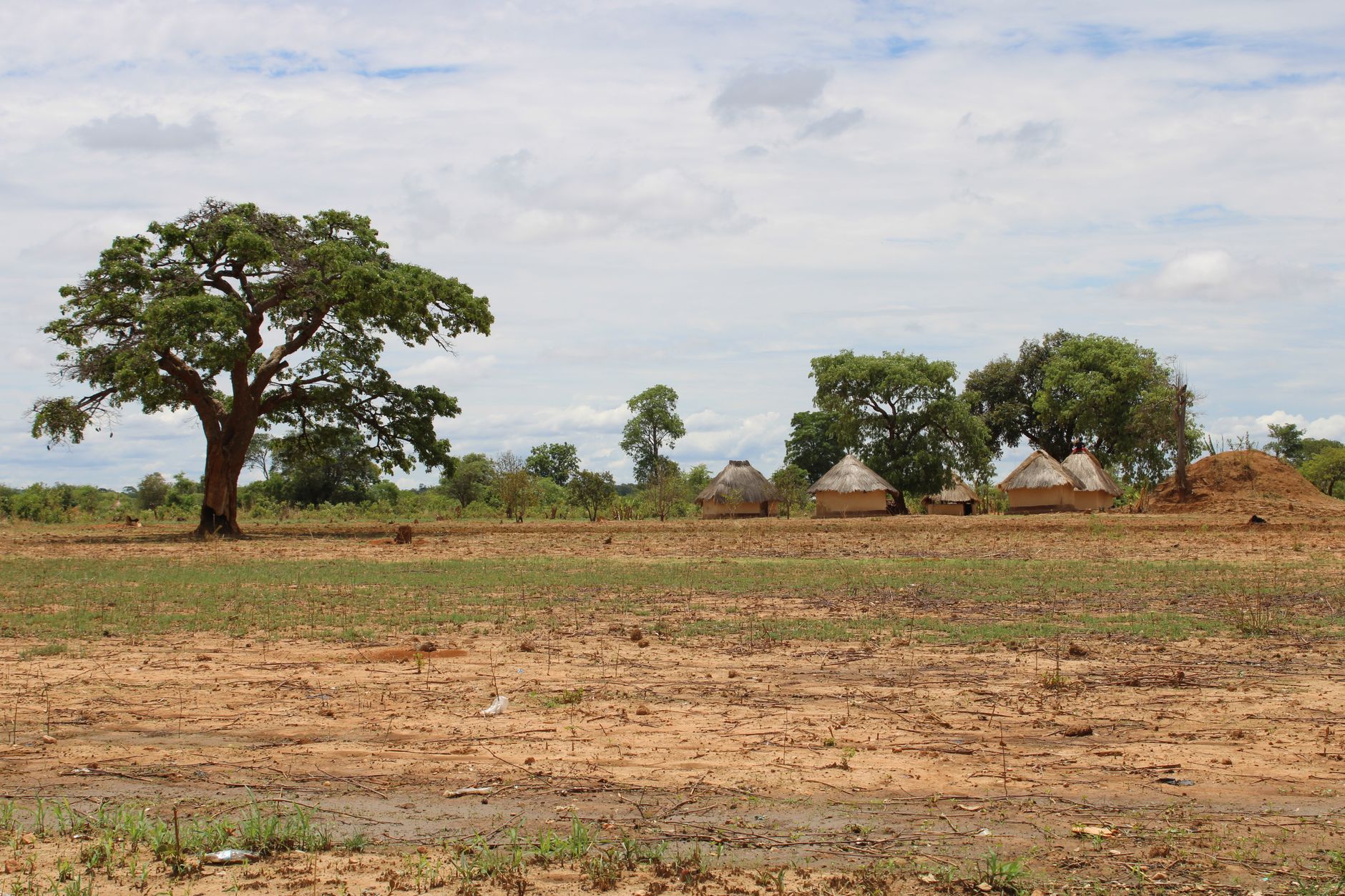 Rustic huts and tree in a rural Zambian landscape with earthy tones and a serene sky.
