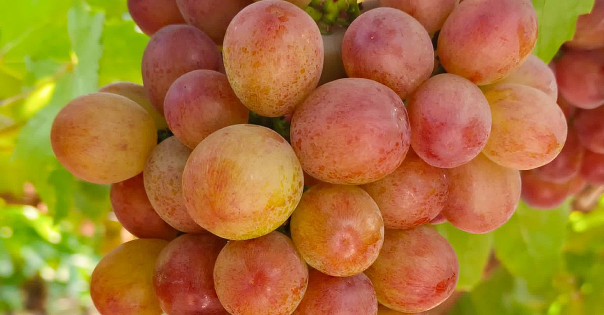 Grape Crop Ripe Close-up of Ripe Red Grapes on the Vine · Free Stock Photo
