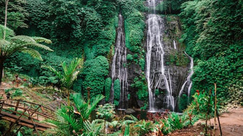 grátis Plantas Verdes Perto De Cachoeiras Foto profissional