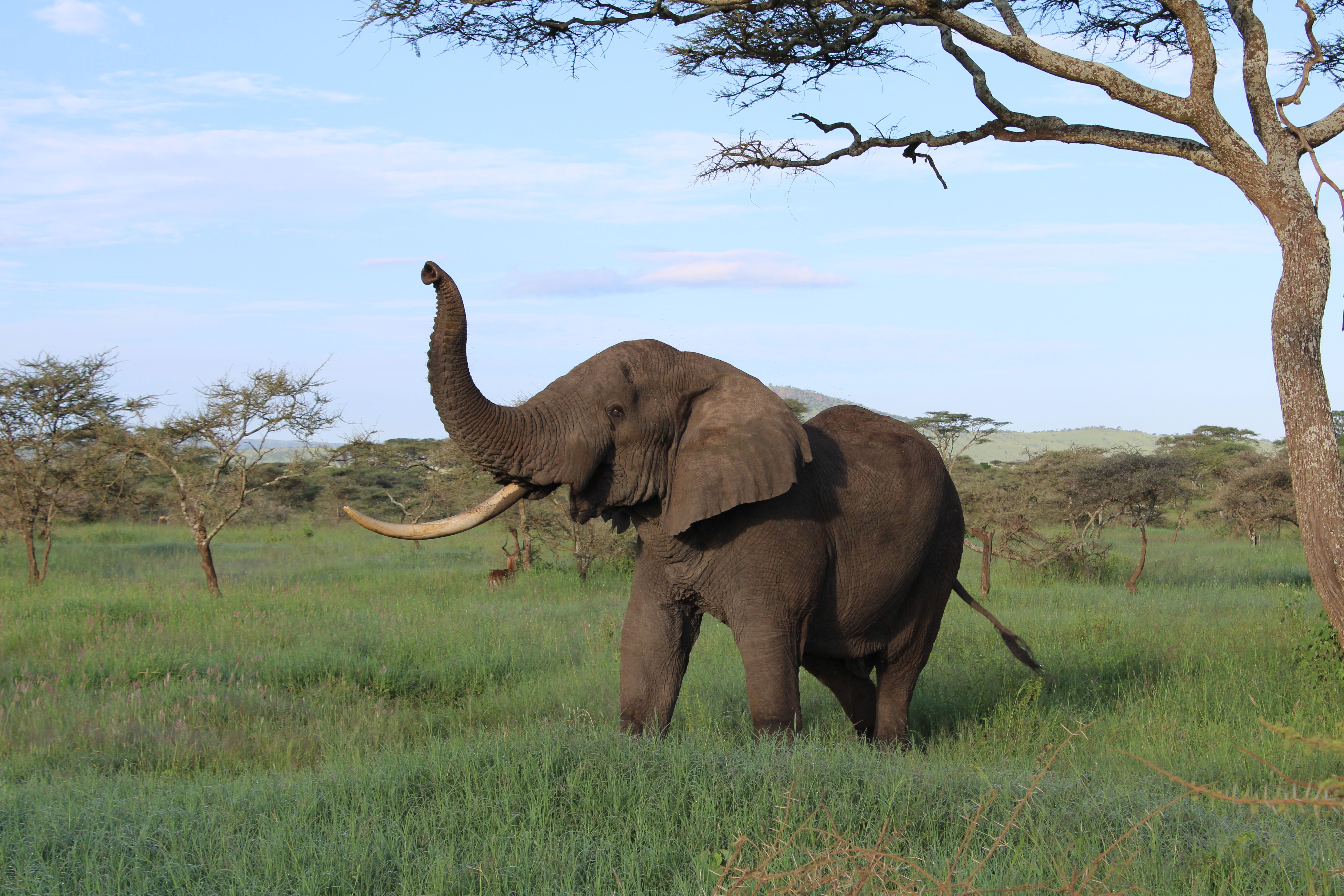 Akagera National Park Rwanda: Big Five Safari in East Africa's Hidden Gem