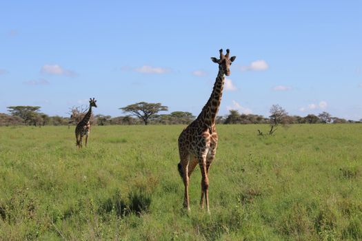 Serengeti National Park, Tanzania photo 7