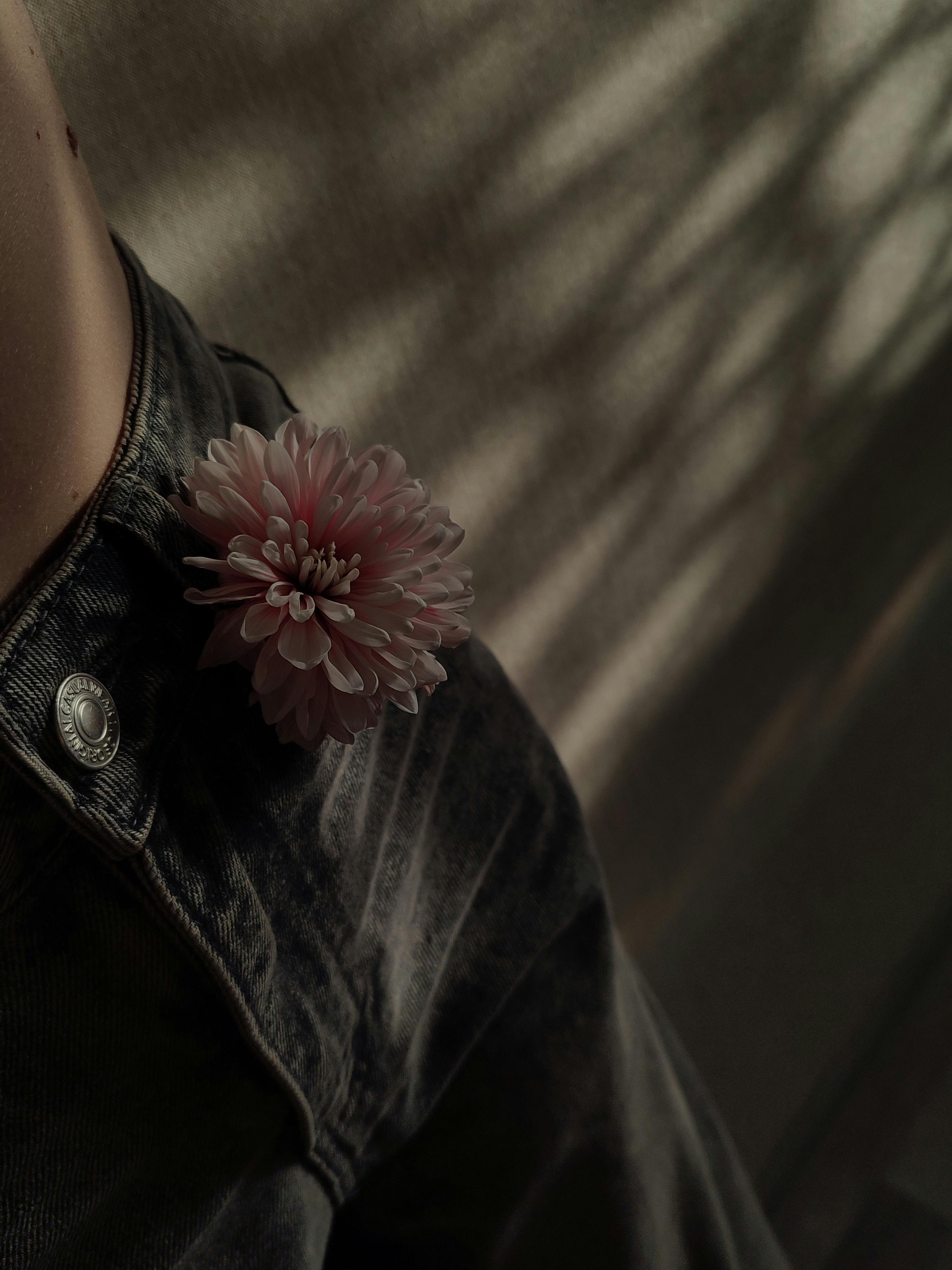Kostenlos Nahaufnahme einer Jeansjacke mit einer rosa Chrysanthemenbrosche in dramatischem Licht. Stock-Foto