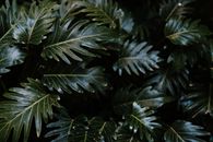 特写镜头中，郁郁葱葱的金丝雀叶子在自然环境中展现出勃勃生机