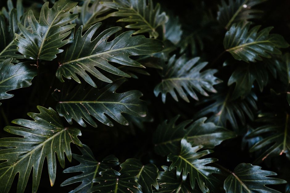 Close-up of lush green philodendron leaves displaying vibrant foliage in a natural setting.