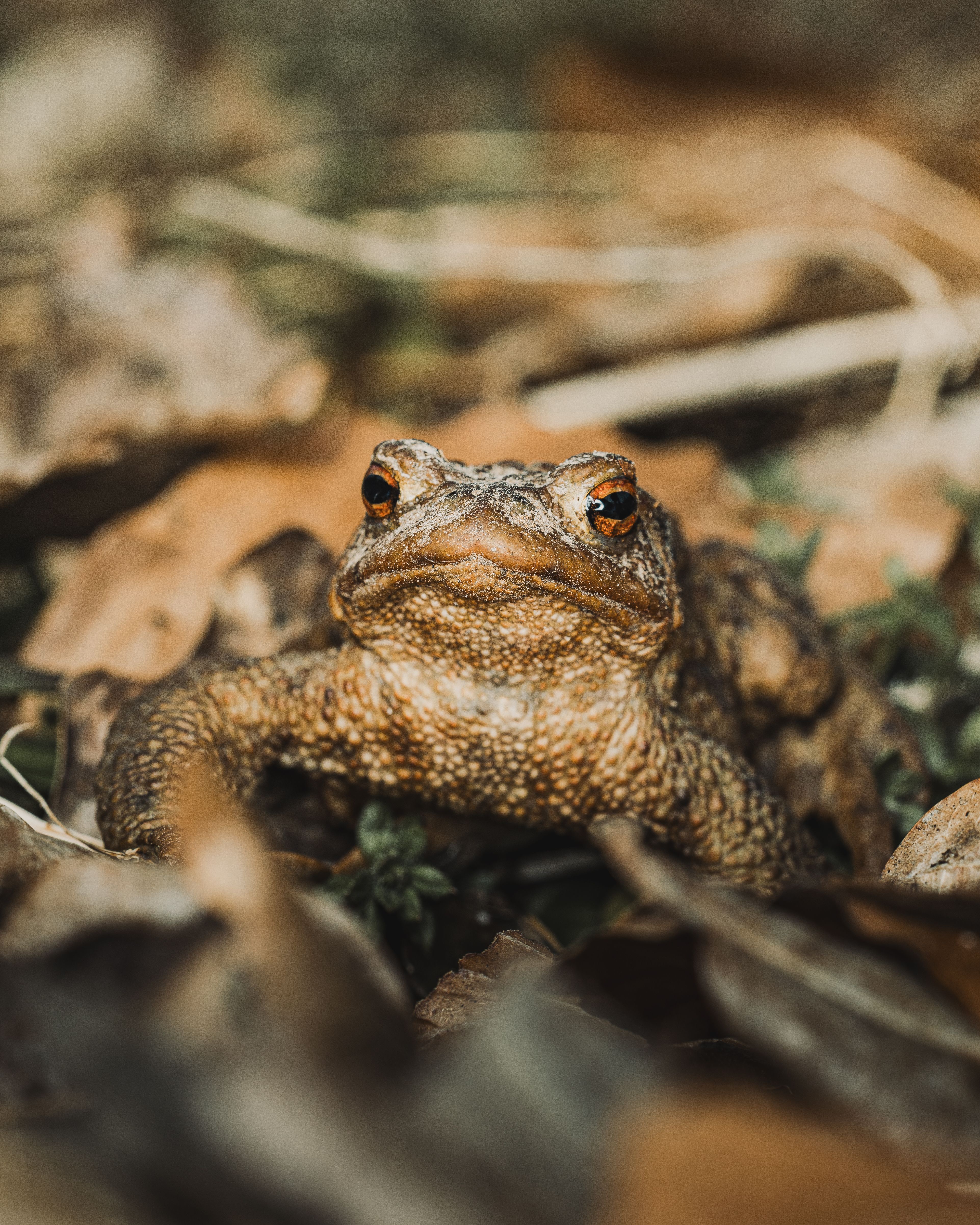 Close-up of a Common Toad in a Natural Habitat · Free Stock Photo