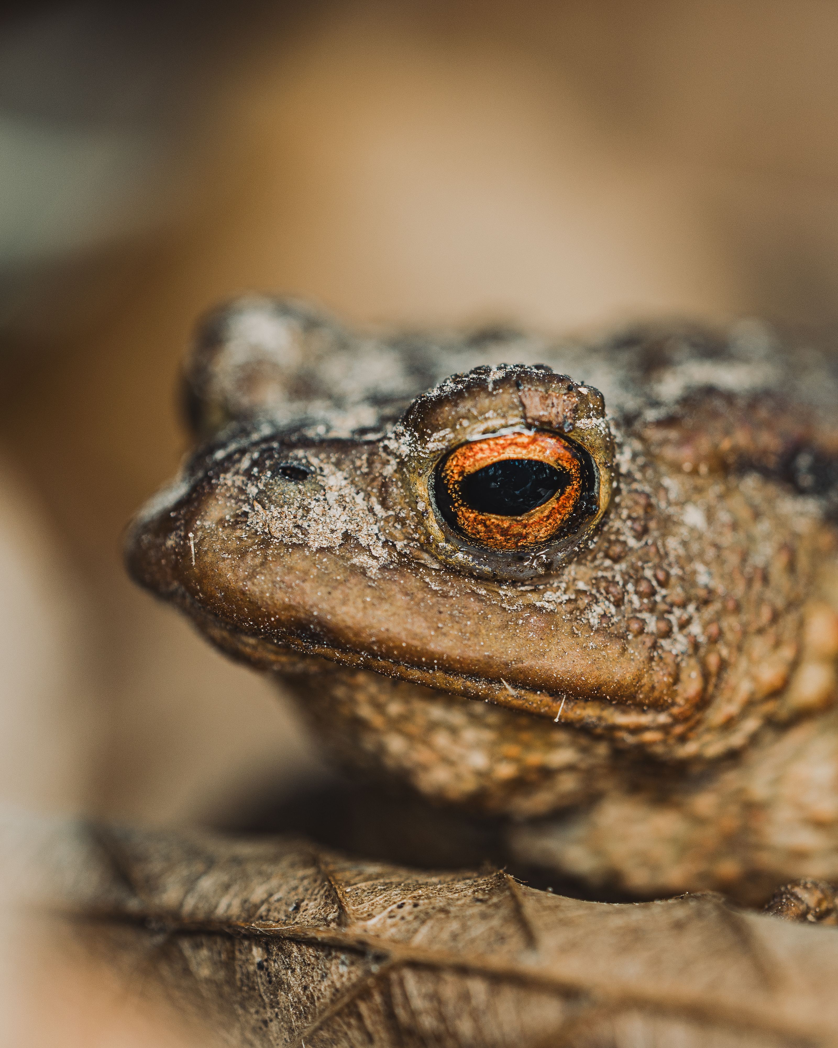 Close-up of a Common Toad's Distinctive Eye · Free Stock Photo