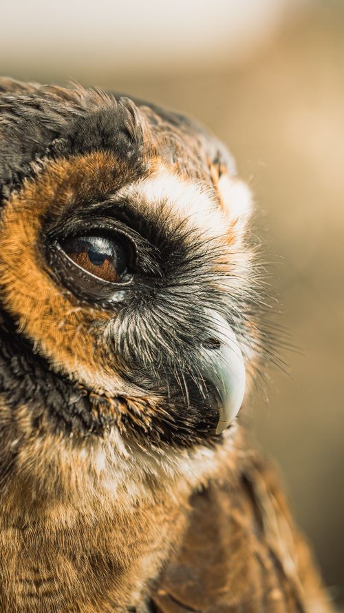 Free Detailed close-up of a spectacled owl showcasing its distinct features and vibrant plumage. Stock Photo