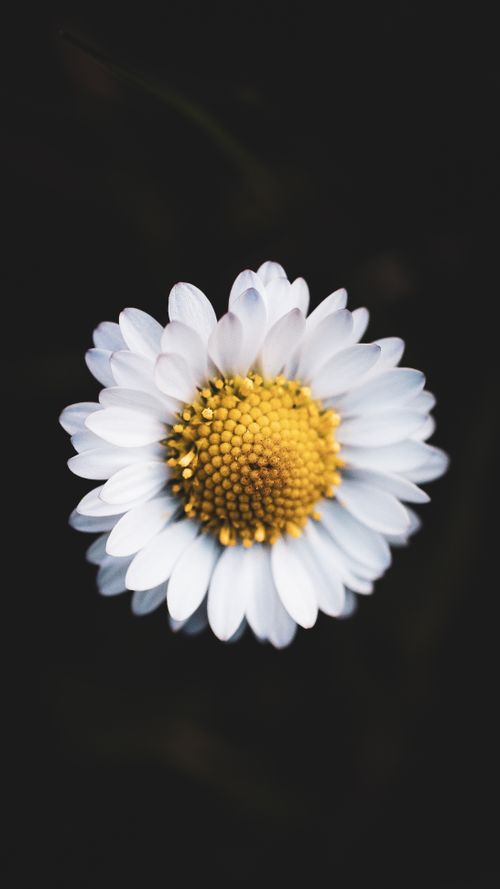 Free A vibrant close-up of a white daisy against a dark background, highlighting its delicate petals and bright yellow center. Stock Photo