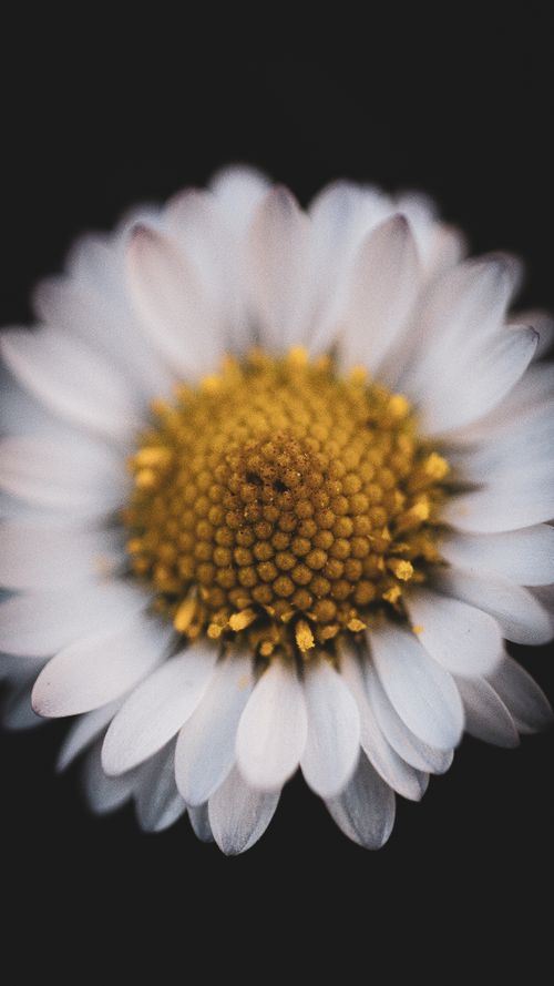 Free A detailed macro shot of a white daisy with a yellow center against a black background. Stock Photo