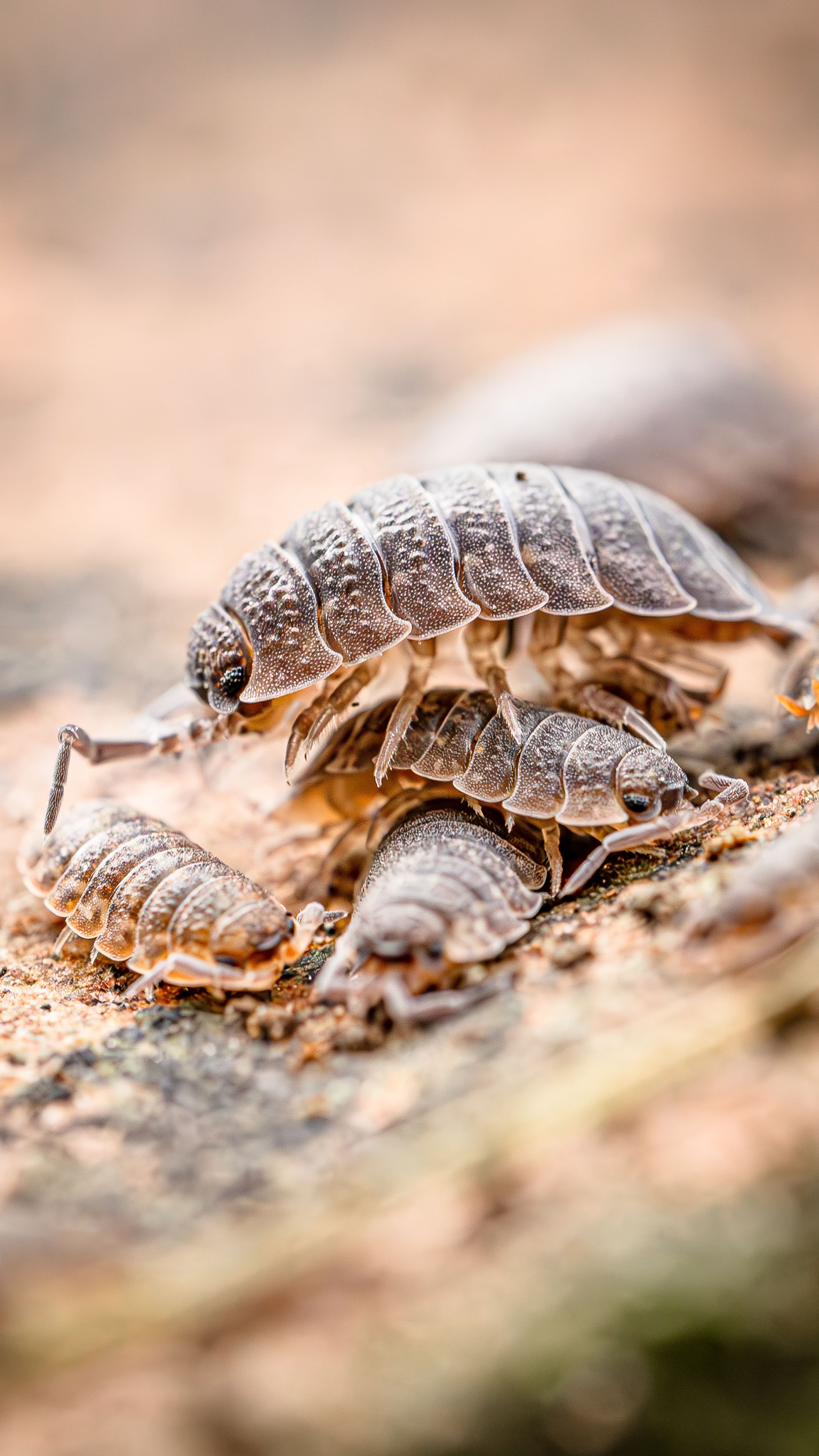 Macro shot of Armadillidiidae bugs huddling on earthy surface.