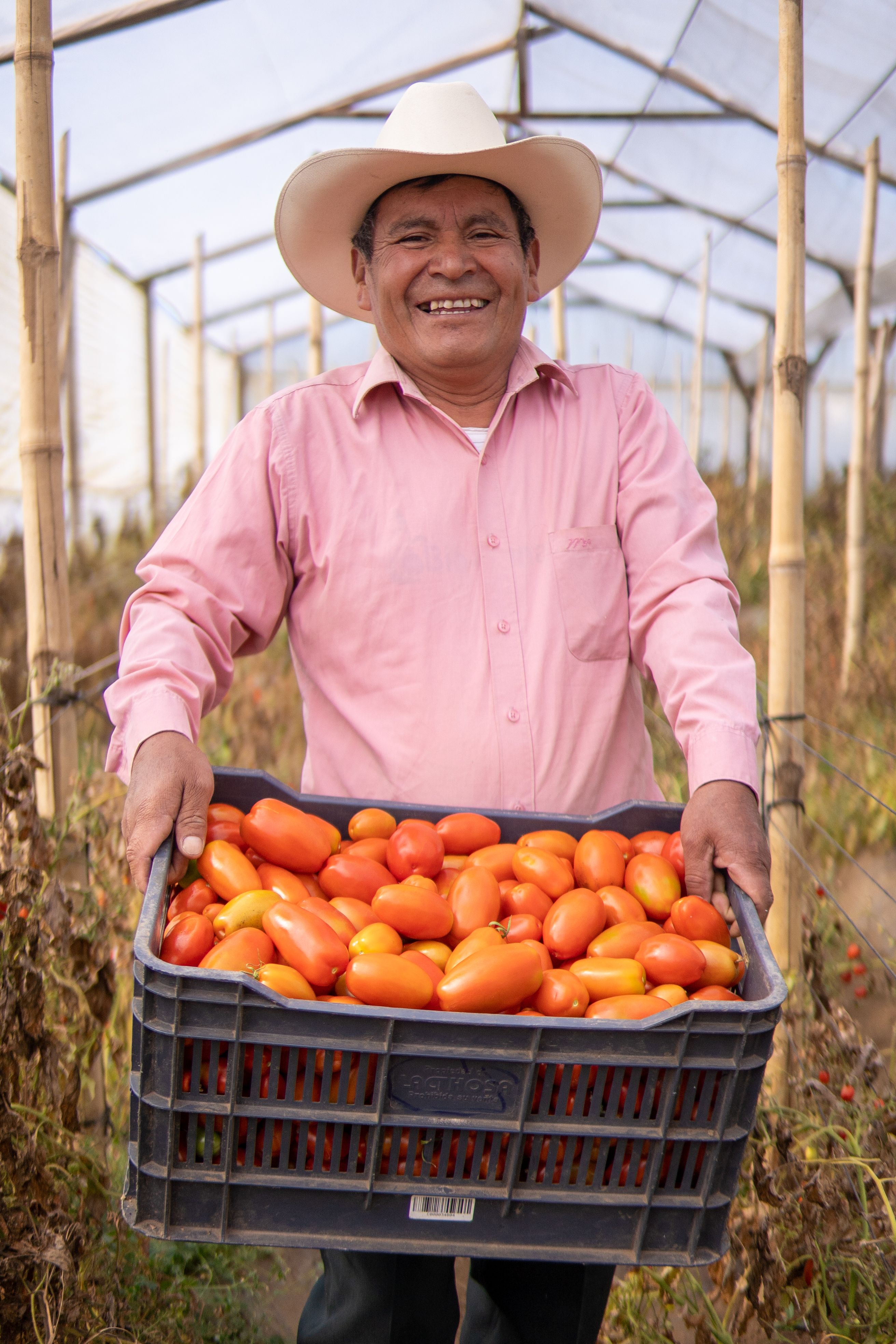 Smiling farmer holding a basket of freshly picked tomatoes in a greenhouse.