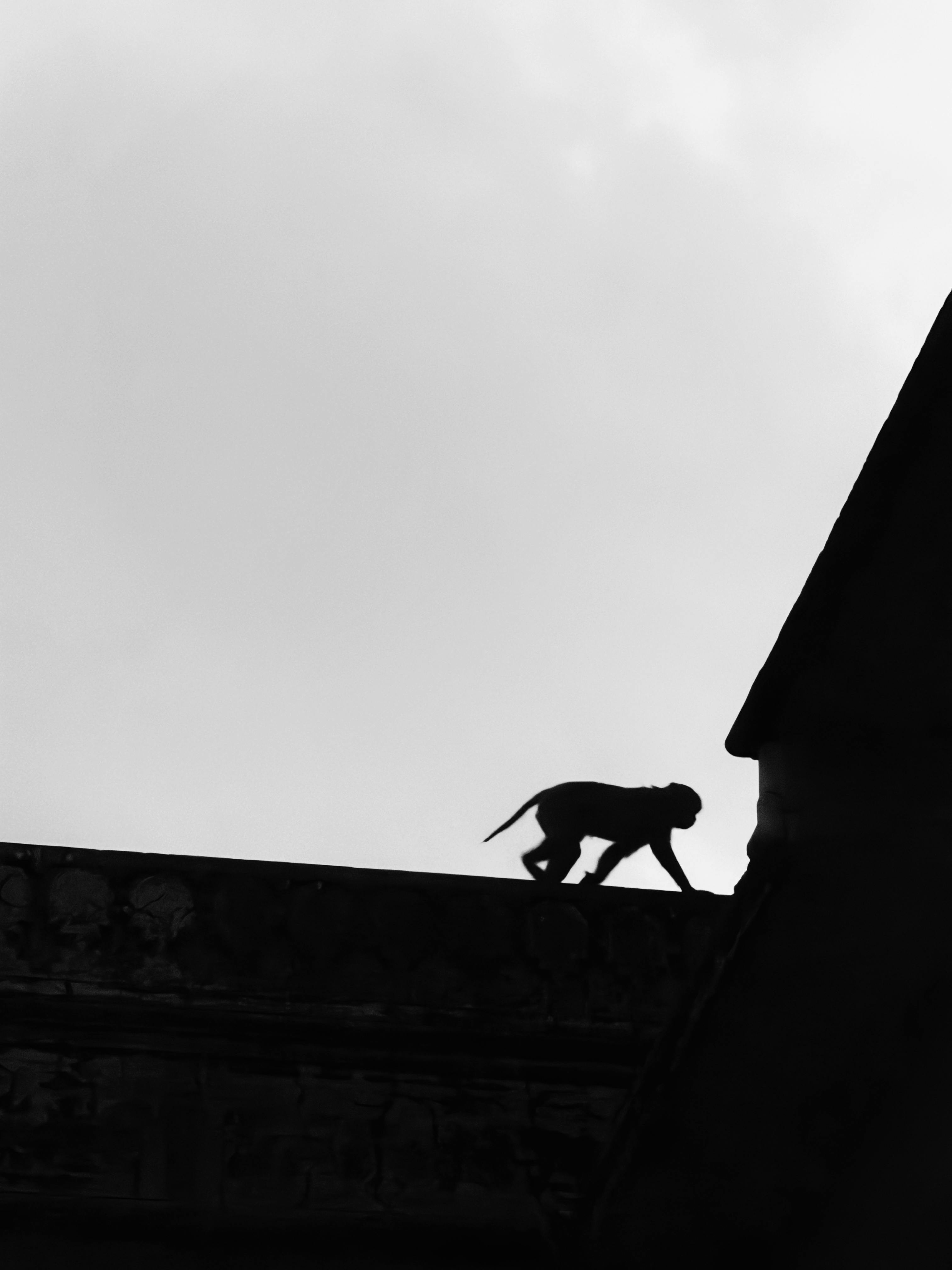 無料 古代の建造物の屋上を歩く猿の白黒のシルエット。 写真素材