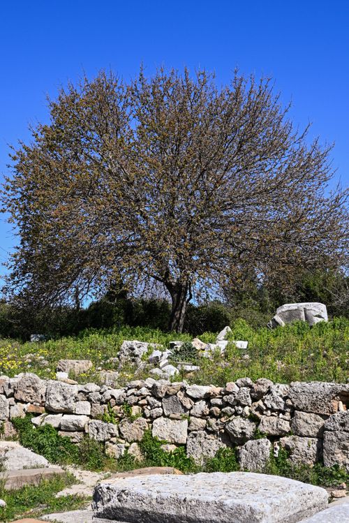 Free A solitary tree stands amidst ancient stone ruins under a bright blue sky. Stock Photo