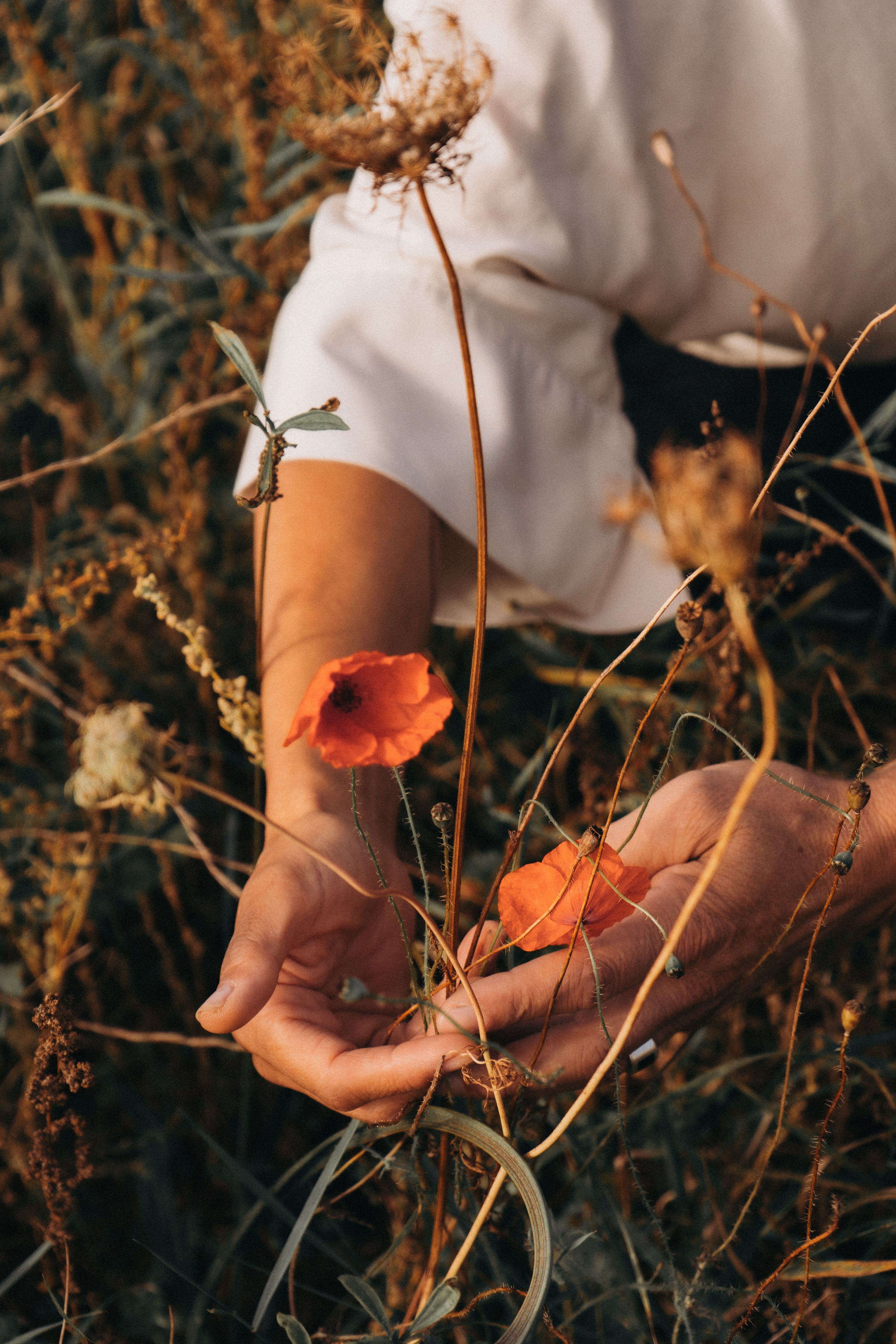 Close-up of hands delicately holding red wildflowers in a grassy field during golden hour.