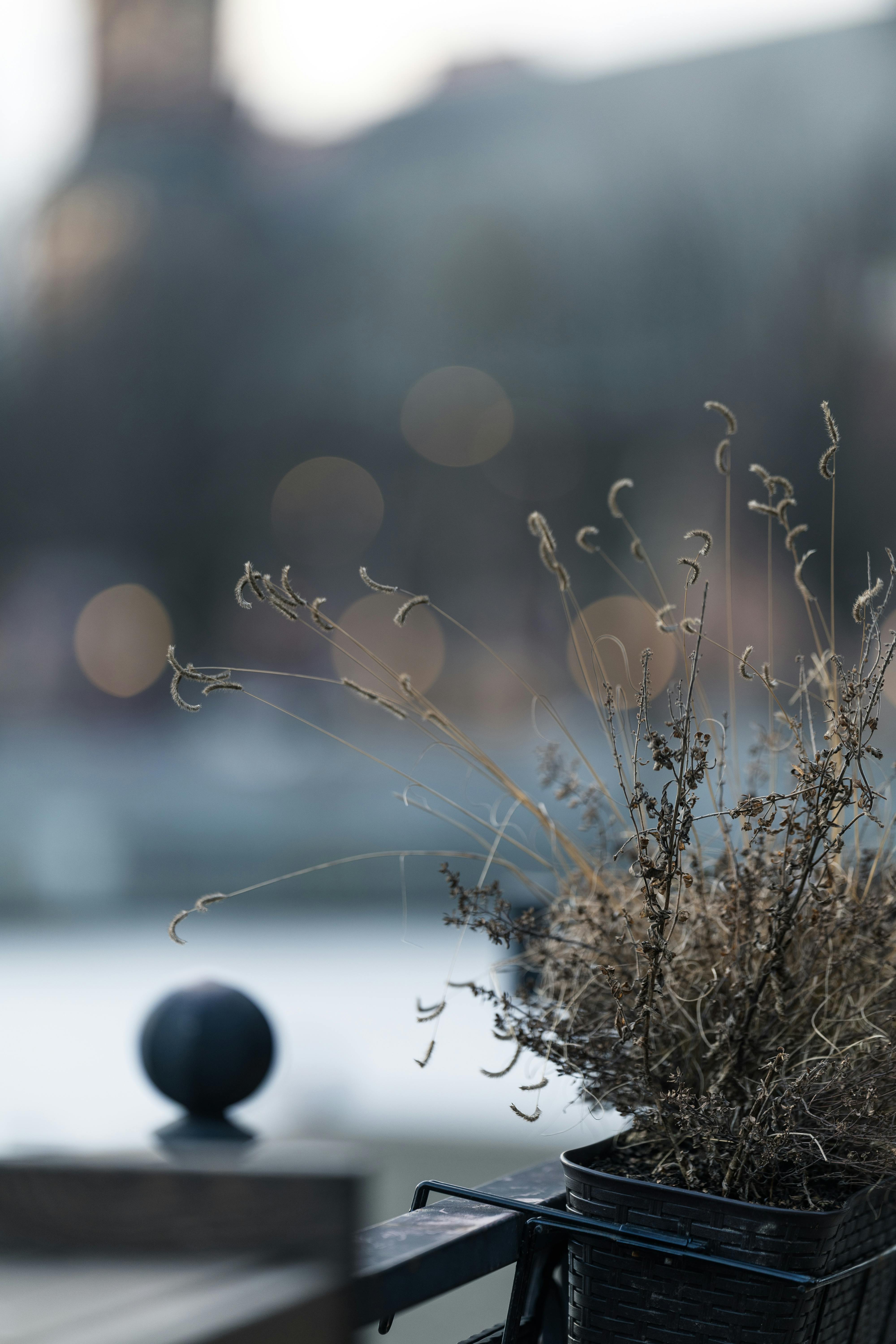 De franc Primer pla de plantes seques amb fons bokeh a Kaliningrad, creant un ambient hivernal tranquil. Foto d'estoc