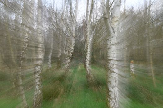 Artistic motion blur of birch trees in a forest, creating a dynamic and vibrant visual effect.
