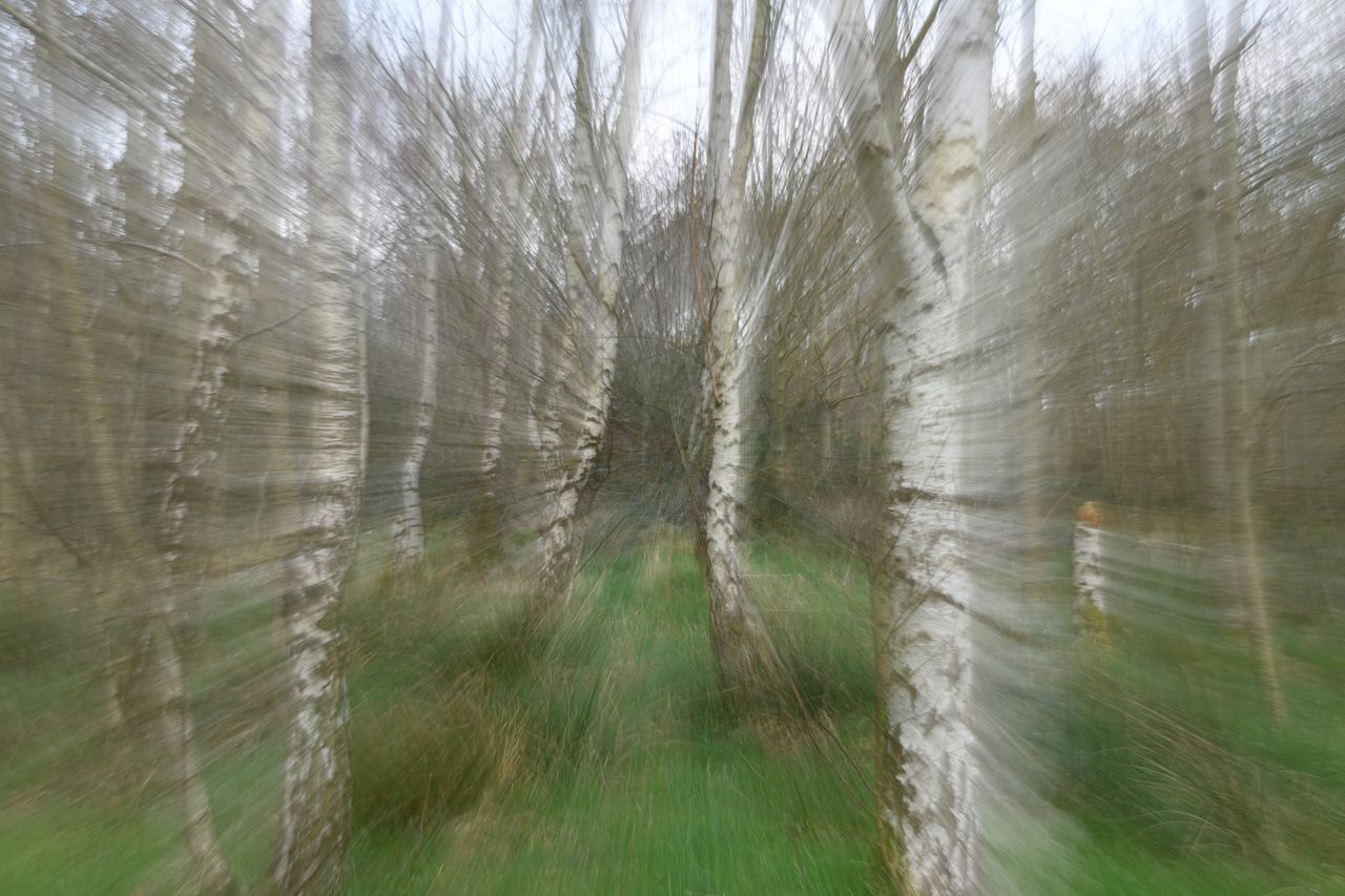 artistic motion blur of birch trees in a forest creating a dynamic and
