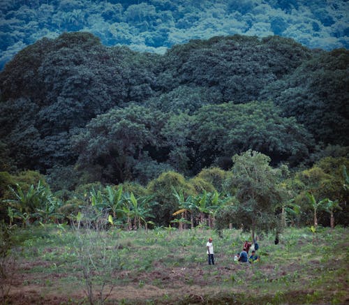 Foto stok gratis campo, hutan, meksiko