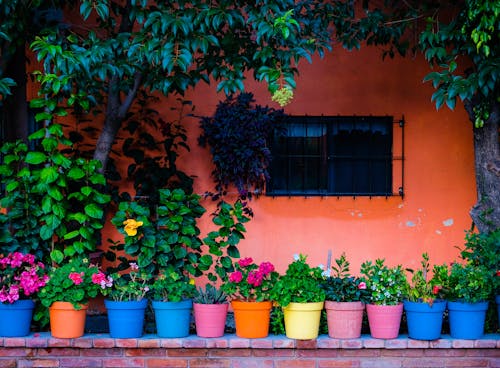 plantas, 거리, 다채로운의 무료 스톡 사진
