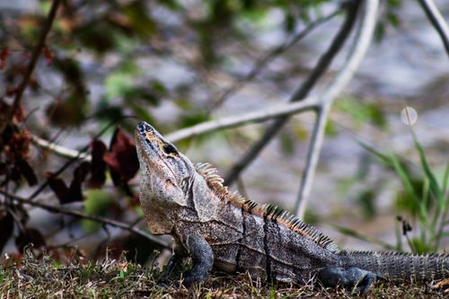 Free A detailed shot of a lizard basking outdoors, showcasing its textured skin and natural environment. Stock Photo