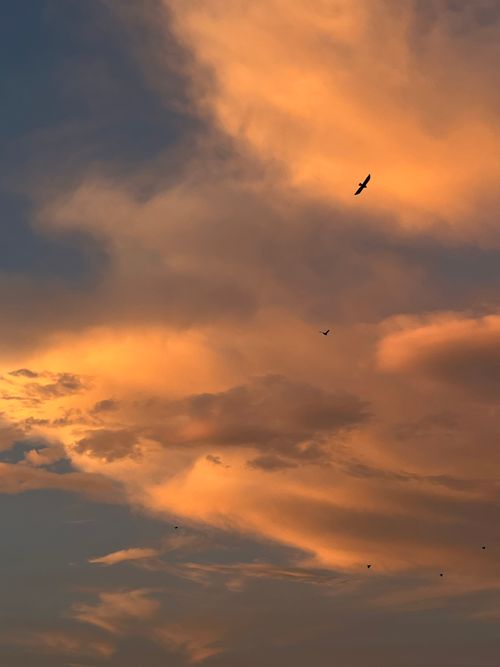 Free A tranquil sunset sky with radiant clouds and birds soaring elegantly. Stock Photo