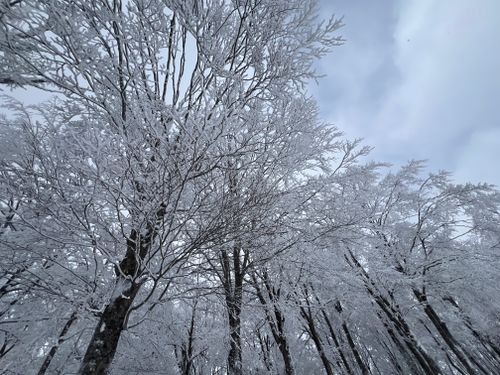 Free Serene winter landscape of snow-laden trees in Hakuba, Japan, perfect for a winter wonderland theme. Stock Photo
