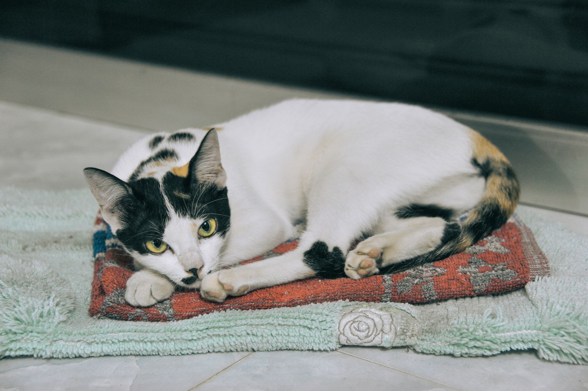 Top Eco-Friendly Cat Grooming Mats for 2026 – Sustainable, Effective Mats That Keep Your Cat Comfortable