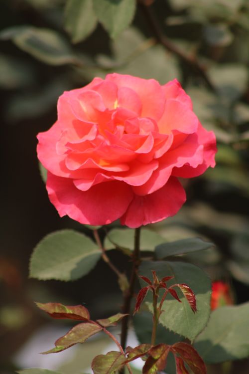 Free A vibrant pink rose in full bloom, captured outdoors in natural light, showcasing its beauty. Stock Photo
