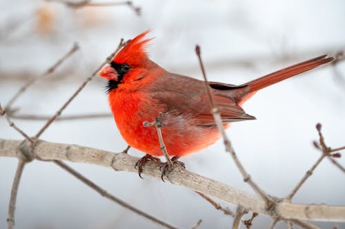 Photo of Northern Cardinal Perched on Brown Tree Branch