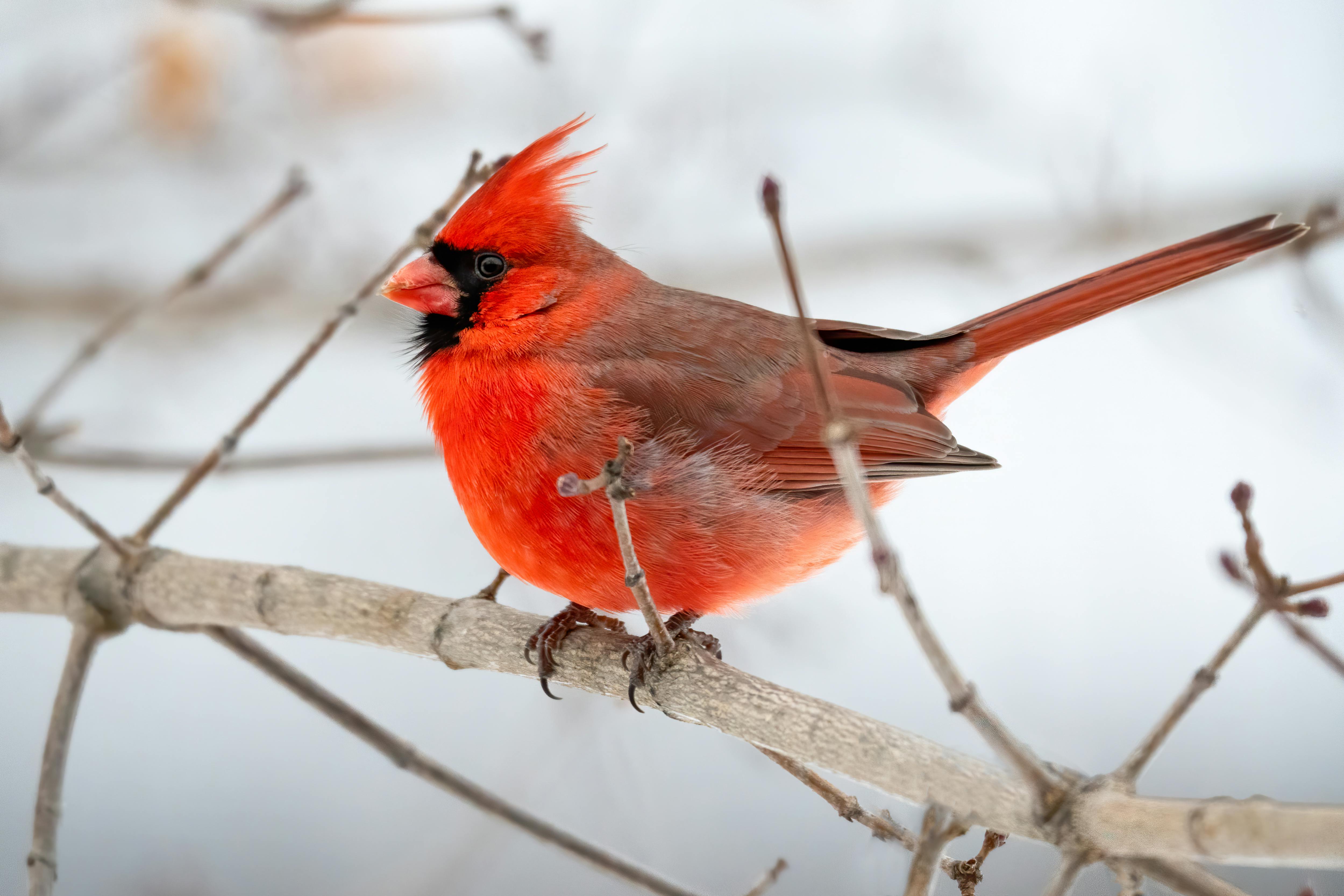 Photo of Northern Cardinal Perched on Brown Tree Branch · Free Stock Photo